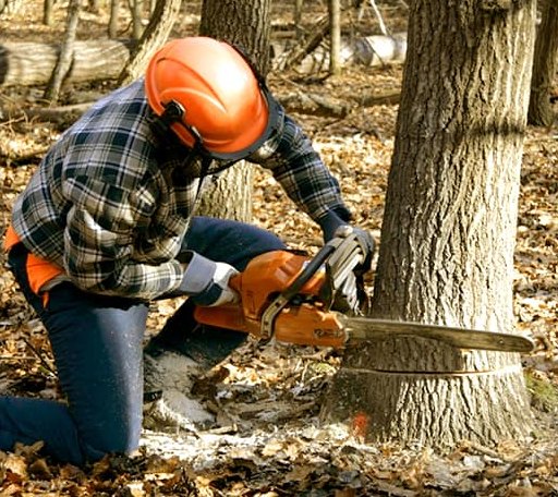 Tree Removal in Fontana, KS